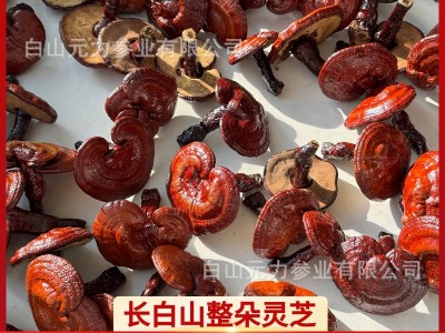 长白山灵芝赤灵芝野生灵芝切片整朵 源头产地直发灵芝片图4