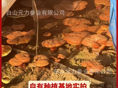 正品南韩原枝无糖高丽参250克足干5年根支参味浓红参人参煲汤泡水图2