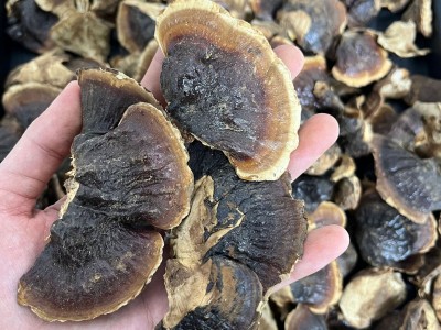 正宗长白山小灵芝整朵金边灵芝250克干货煲汤泡水泡酒装礼盒款图3