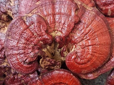 中药材长白山原生态 整个灵芝 林芝 500克35元 有灵芝草 灵芝片图4