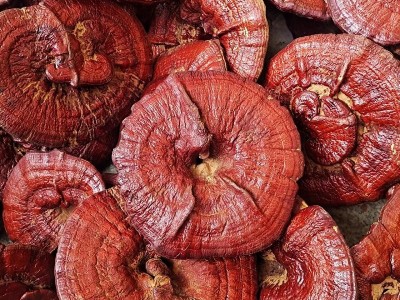 中药材长白山原生态 整个灵芝 林芝 500克35元 有灵芝草 灵芝片图3