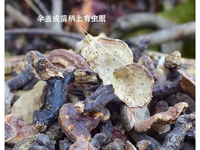 灵芝中药材正品 纯野生药用赤灵芝250g 整朵干货灵芝图2