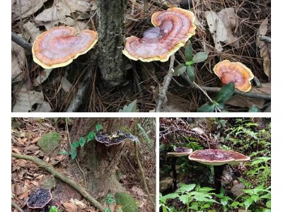 灵芝中药材正品 纯野生药用赤灵芝250g 整朵干货灵芝图4