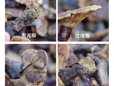 灵芝中药材正品 纯野生药用赤灵芝250g 整朵干货灵芝图3