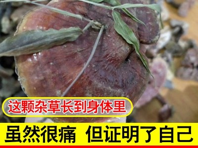 现货霍山新鲜灵芝整朵切片灵芝片食用菌类可煮茶泡酒炖汤灵芝批发图2