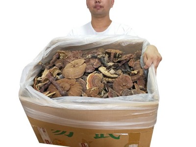 现货霍山新鲜灵芝整朵切片灵芝片食用菌类可煮茶泡酒炖汤灵芝批发图4