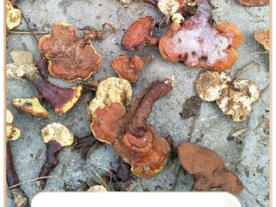 现货霍山新鲜灵芝整朵切片灵芝片食用菌类可煮茶泡酒炖汤灵芝批发图5