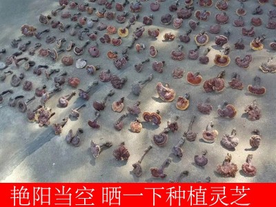 现货霍山新鲜灵芝整朵切片灵芝片食用菌类可煮茶泡酒炖汤灵芝批发图3