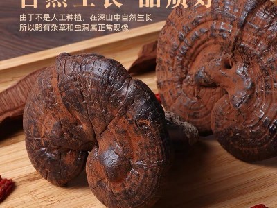 野生紫灵芝带孢子粉灵芝正品云南深山不苦野林芝整支干货山货黑芝图4