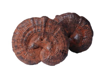 野生紫灵芝带孢子粉灵芝正品云南深山不苦野林芝整支干货山货黑芝图5