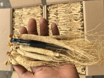 【今日特价】高龄生晒参500g人参长白山非野山参干人参泡酒中药材图3