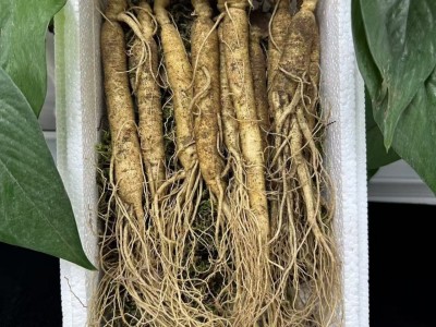 长白山人参一件代发泡酒煲汤酒瓶参东北特产送药材参茸鲜盒装红参图2