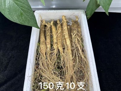 长白山人参一件代发泡酒煲汤酒瓶参东北特产送药材参茸鲜盒装红参图3