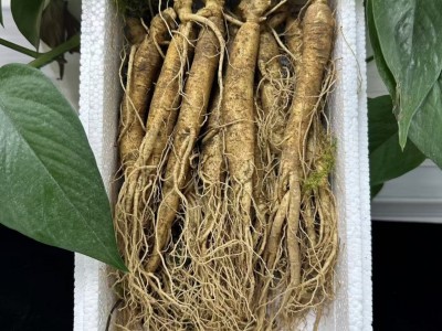 长白山人参一件代发泡酒煲汤酒瓶参东北特产送药材参茸鲜盒装红参图4