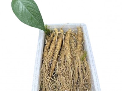 长白山人参一件代发泡酒煲汤酒瓶参东北特产送药材参茸鲜盒装红参图5