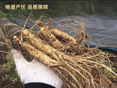 特级长白山人参白生晒人参干人参整枝干货野山参泡酒煲汤非西洋参图4