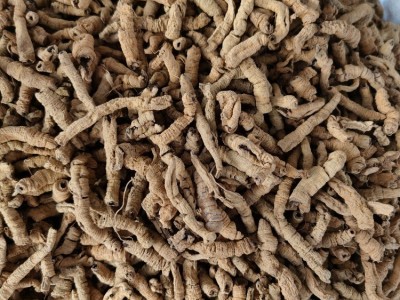 巴戟天批发中药材巴戟肉各种规格产地大货供应图2