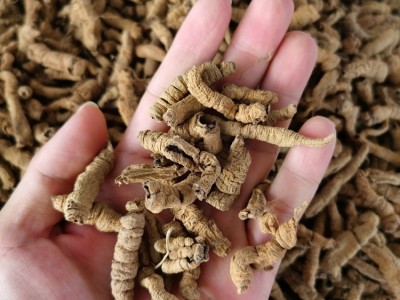 巴戟天批发中药材巴戟肉各种规格产地大货供应图5