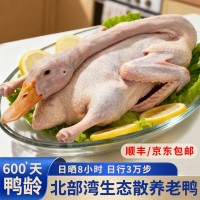 北海生态散养海鸭600天老鸭净膛900克/只活鸭现杀急速锁鲜GAP认证