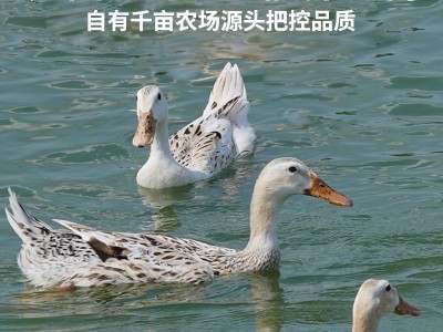北海生态散养海鸭600天老鸭净膛900克/只活鸭现杀急速锁鲜GAP认证图2