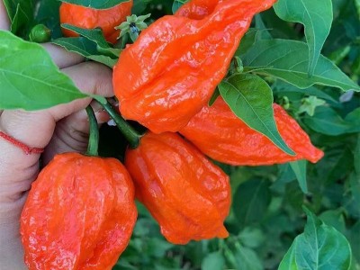 魔鬼辣云南涮涮辣500g变态辣巨辣提辣增辣魔鬼椒象鼻辣德宏涮涮辣图3