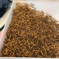 福建金骏眉红茶2025年全黄芽金骏眉500g散装单芽黄芽蜜香金俊眉