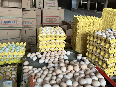 农家散养土鸡蛋粮食喂养土鸡白壳红壳批发谷物柴鸡蛋笨鸡蛋营养图3