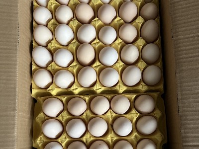 农家散养土鸡蛋粮食喂养土鸡白壳红壳批发谷物柴鸡蛋笨鸡蛋营养图2