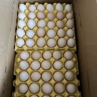 农家散养土鸡蛋粮食喂养土鸡白壳红壳批发谷物柴鸡蛋笨鸡蛋营养