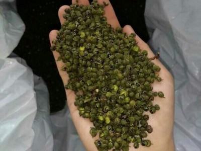 云南青花椒食用青麻椒粉正宗特麻特香新货花椒粉批发餐饮底料调料图3