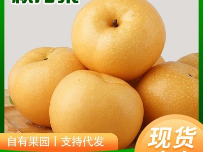 山东秋月梨莱阳梨果农新鲜采摘丰水梨南水梨水果烟台秋月梨代发图2