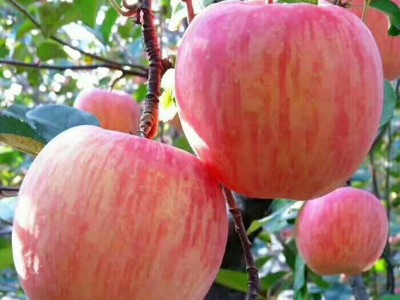 烟台水晶红富士苹果脆甜多汁爽口条红全红香甜可口冰糖心栖霞苹果图3