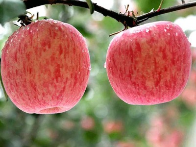 烟台水晶红富士苹果脆甜多汁爽口条红全红香甜可口冰糖心栖霞苹果图4