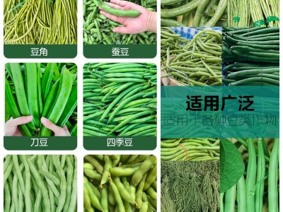 【涵物】豆角荚多宝豆类营养液拉长拉直增产增量豌豆四季豆芸豆等图4
