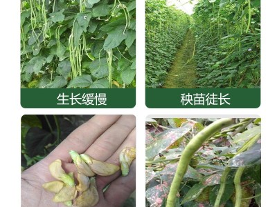 【涵物】豆角荚多宝豆类营养液拉长拉直增产增量豌豆四季豆芸豆等图2