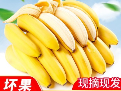 包邮带箱十斤云南甜香蕉自然熟当季新鲜水果广西小米蕉芭蕉批发图5