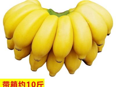 包邮带箱十斤云南甜香蕉自然熟当季新鲜水果广西小米蕉芭蕉批发图4