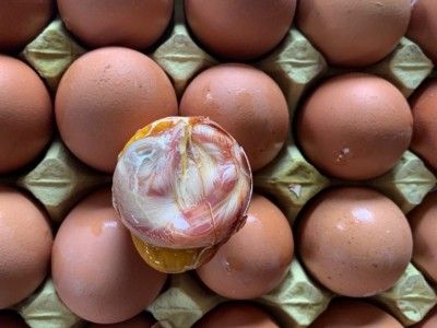 40枚包邮13天农家新鲜毛蛋鸡胚蛋毛鸡蛋喜蛋旺鸡蛋活珠子凤凰蛋图3