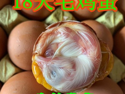 40枚包邮13天农家新鲜毛蛋鸡胚蛋毛鸡蛋喜蛋旺鸡蛋活珠子凤凰蛋图4