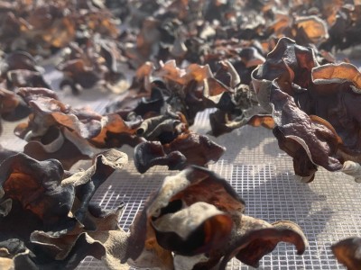 白背木耳包邮批发水洗去沙无渣山东小木耳白背木耳图4