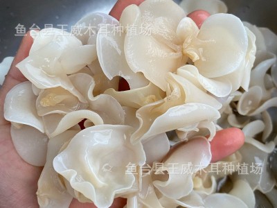 白木耳干货产地批发手选白玉木耳图4