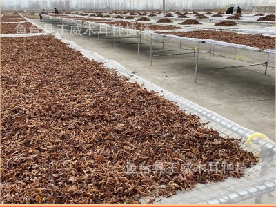 木耳丝干货商用米线拉面螺蛳粉免切产地工厂直销木耳丝图3