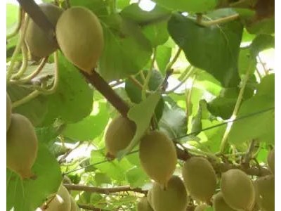 春晖牌 嫁接两年生 翠玉猕猴桃苗 绿心猕猴桃苗 肉质致密,汁液多,味浓甜,耐储存性好图5