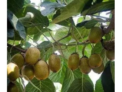 春晖牌 嫁接两年生 翠玉猕猴桃苗 绿心猕猴桃苗 肉质致密,汁液多,味浓甜,耐储存性好图2