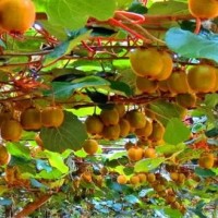 春晖牌 嫁接两年生 翠玉猕猴桃苗 绿心猕猴桃苗 肉质致密,汁液多,味浓甜,耐储存性好