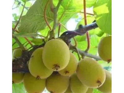 春晖牌 嫁接两年生 翠玉猕猴桃苗 绿心猕猴桃苗 肉质致密,汁液多,味浓甜,耐储存性好图4