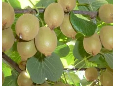 春晖牌 嫁接两年生 翠玉猕猴桃苗 绿心猕猴桃苗 肉质致密,汁液多,味浓甜,耐储存性好图3