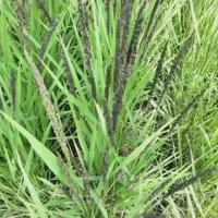 河南信阳紫云英绿肥黑色大米黑米口感清香，健康品质，5公斤包装农家自种