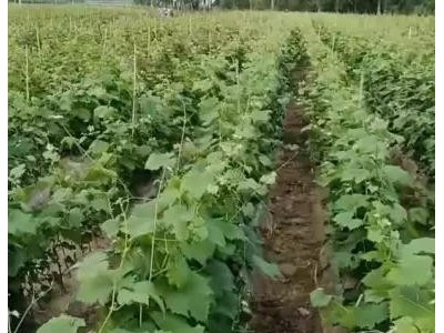 辽宁阳光玫瑰葡萄苗脱毒阳光玫瑰葡萄苗脱毒阳光玫瑰葡萄树苗中晚熟葡萄品种图5