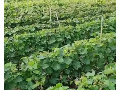 辽宁阳光玫瑰葡萄苗脱毒阳光玫瑰葡萄苗脱毒阳光玫瑰葡萄树苗中晚熟葡萄品种图3